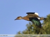 Amazonetta-brasiliensis