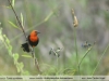 Amblyramphus-holosericeus