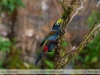 Andigena-cucullata