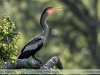 Anhinga-anhinga
