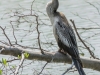 Anhinga-anhinga