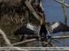 Anhinga-anhinga