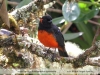 Anisognathus-igniventris