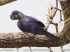 Anodorhynchus-hyacinthinus