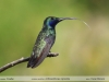 Anthracothorax-nigricollis