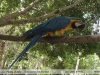 Ara-ararauna