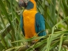 Ara-glaucogularis