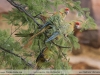 Ara-rubrogenys