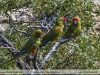 Ara-rubrogenys