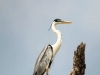 Ardea-cocoi