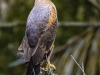 Buteogallus-meridionalis