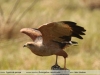 Buteogallus-meridionalis