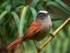 Cranioleuca-albiceps