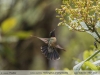 Heliangelus-amethysticollis