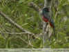 Trogon curucui