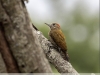 Veniliornis-passerinus