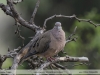 Zenaida-auriculata