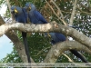 Anodorhynchus hyacinthinus