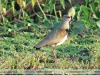 Vanellus chilensis