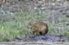 Dasyprocta punctata