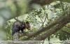 Didelphis-marsupialis