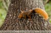 Hadrosciurus-spadiceus