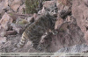 Leopardus jacobita