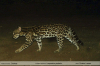 Leopardus-pardalis