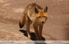 Lycalopex-culpaeus