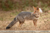 Lycalopex-gymnocercus