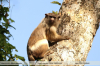 Mico-melanurus