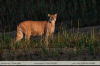 Puma-concolor