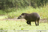 Tapirus terrestris
