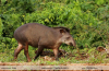 Tapirus-terrestris