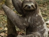 Bradypus-variegatus
