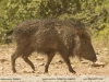 Catagonus-wagneri