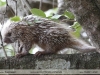 Coendou-prehensilis