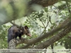 Didelphis-marsupialis