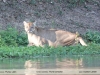 Puma-concolor
