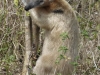 Tamandua-tetradactyla