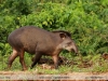 Tapirus-terrestris