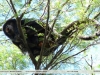 Alouatta caraya