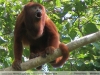 Alouatta sara