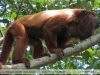 Alouatta sara