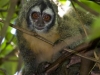 Aotus azarae