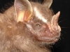 Artibeus lituratus
