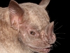 Artibeus obscurus