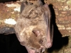 Artibeus planirostris