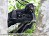 Ateles chamek