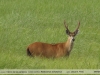 Blastocerus dichotomus